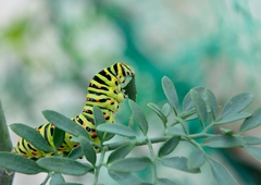 Papilio machaon