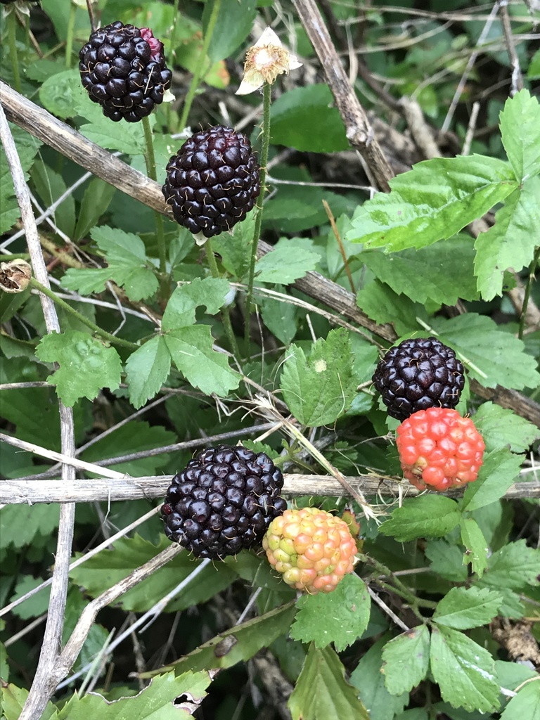 Southern Dewberry Rubus Trivialis Botanical Realm