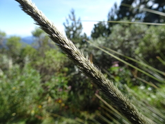 Muhlenbergia macroura