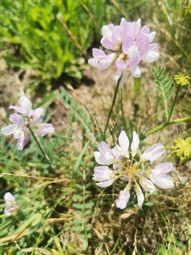 purple crownvetch