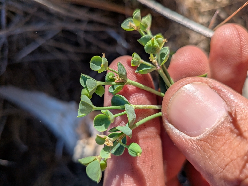 Euphorbia lurida; photograph (c) Abraham Sánchez Romero, some rights reserved (CC BY)