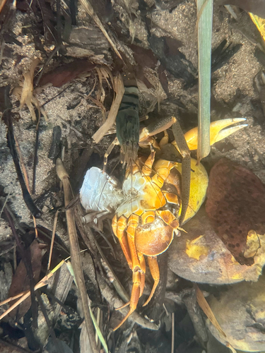 cascade river prawn