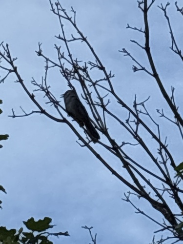 Gray Catbird
