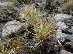Festuca livida