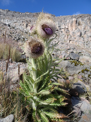 Cirsium nivale