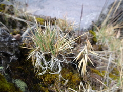 Festuca livida
