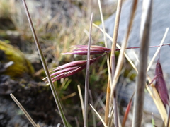 Festuca livida