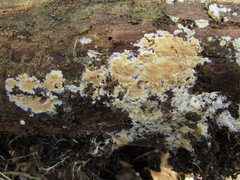 Vesiculomyces citrinus