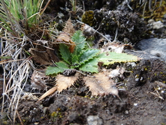Cirsium nivale