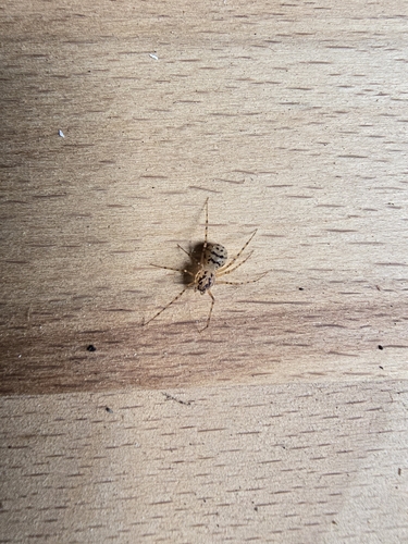 Common Spitting Spider