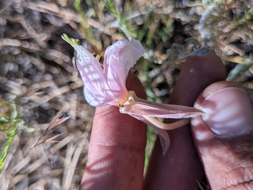 Oenothera avita, photograph 5