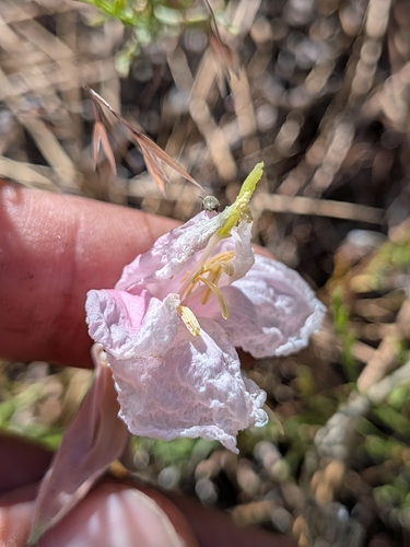 Oenothera avita, photograph 6