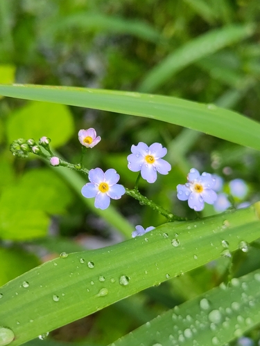 Myosotis nemorosa
