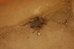 Tenebrionidae
