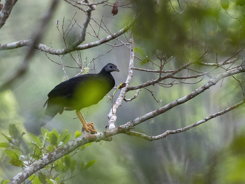 Talegalla fuscirostris, 2018-07-10