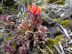 Castilleja tolucensis