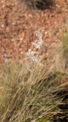 Triodia pungens observed 2026-06-06