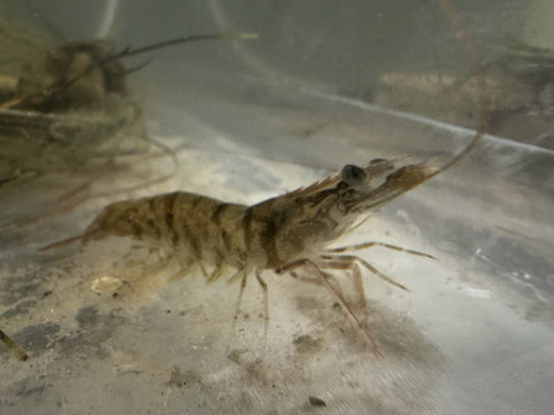 Penaeus duorarum observed 2026-06-16