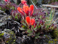 Castilleja tolucensis