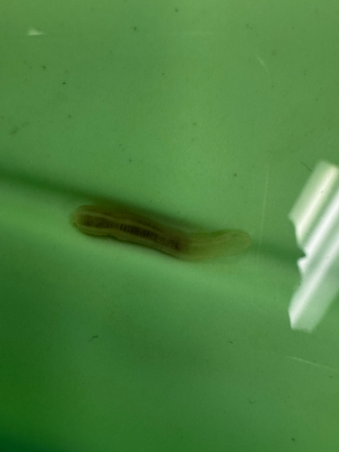 Leptosynapta observed 2026-06-16
