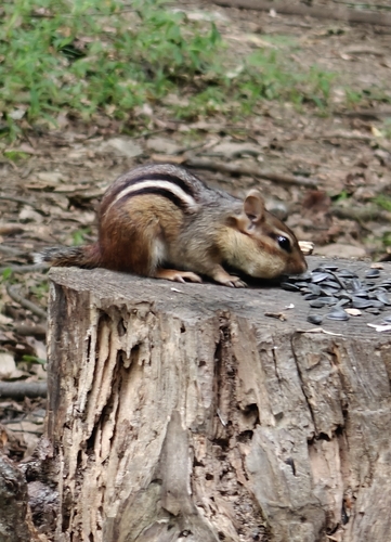 Eastern Chipmunk photographed in Maryland