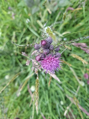 Marsh Thistle