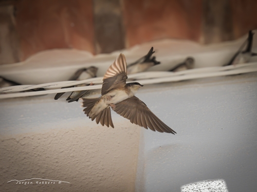 Western House Martin