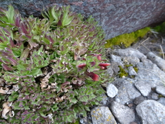 Castilleja tolucensis