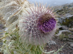 Cirsium nivale
