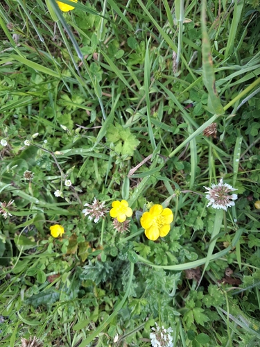 white clover