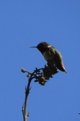 Selasphorus flammula