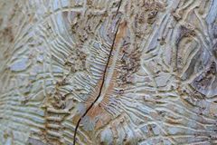 Scolytus