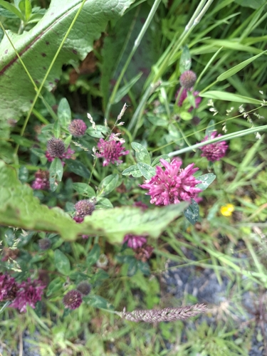 Red Clover