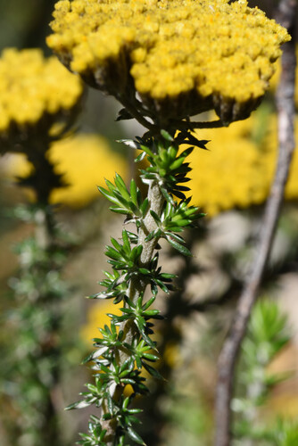 Metalasia aurea, photograph 4