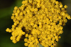 Metalasia aurea, photograph (c) Andrew Gillespie, some rights reserved (CC BY)