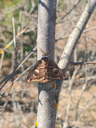 Small Emperor Moth