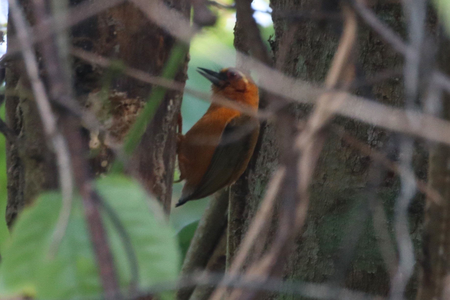 White-browed Piculet