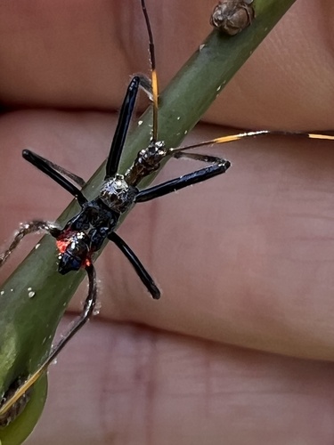 North American Wheel Bug
