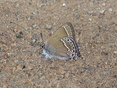 Satyrium oenone