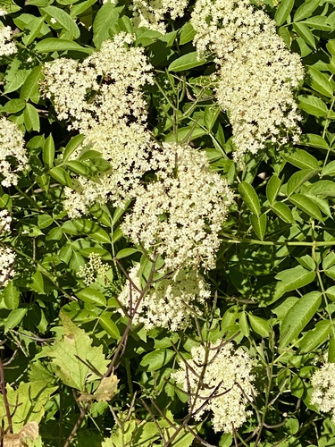 American black elderberry