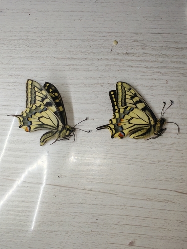 Old World Swallowtail