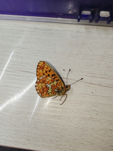 Pearl-bordered Fritillary