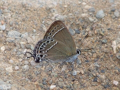Satyrium oenone