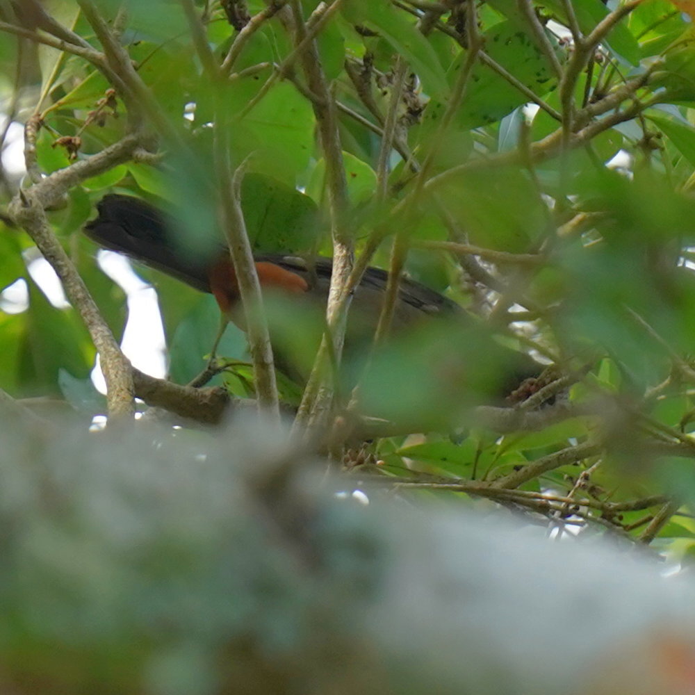 Puerto Rican Bullfinch (Melopyrrha portoricensis), photo 8