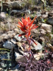 Castilleja pruinosa