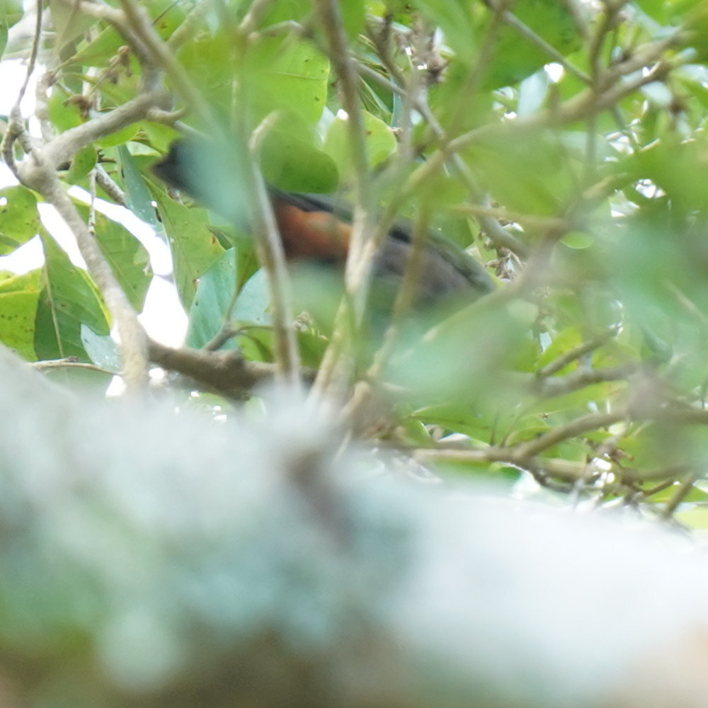 Puerto Rican Bullfinch (Melopyrrha portoricensis), photo 9