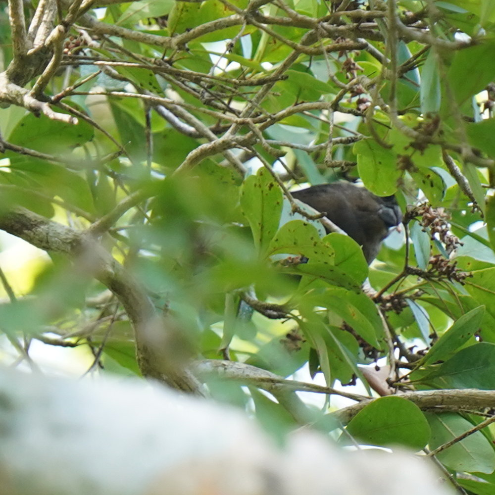 Puerto Rican Bullfinch (Melopyrrha portoricensis), photo 10