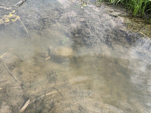 Common Snapping Turtle