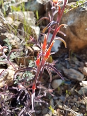 Castilleja pruinosa