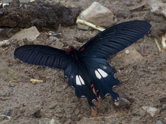 Papilio bootes